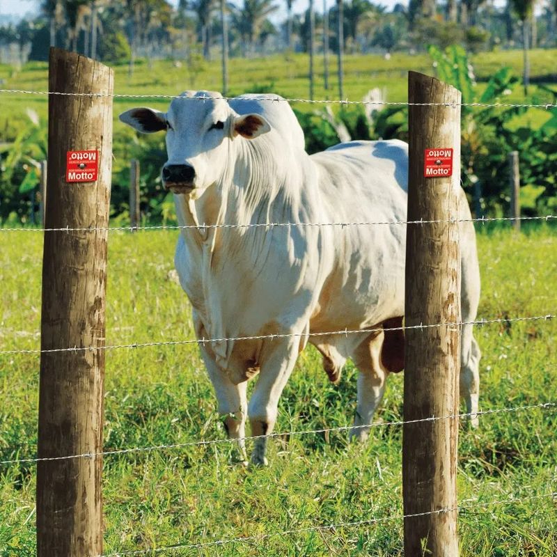 Arame Farpado Belgo e Gado